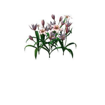 Flower Tulipa Bìlora_2_1